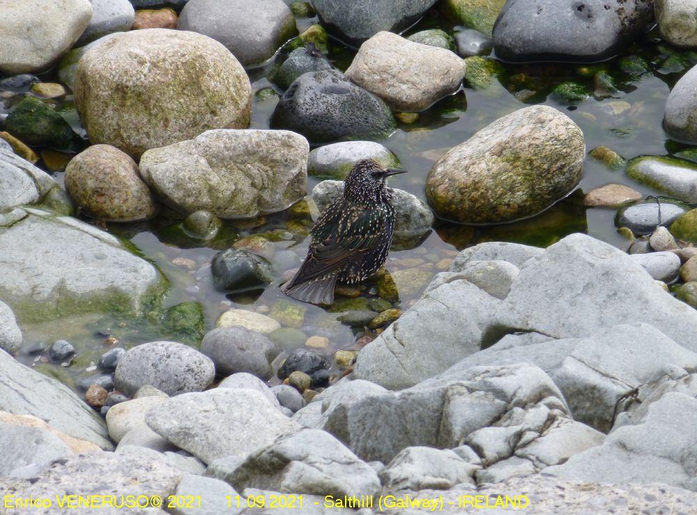 64 - Mi consolo con un bagnetto - I console myself with a bath